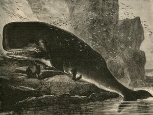 マッコウクジラ、1882年。