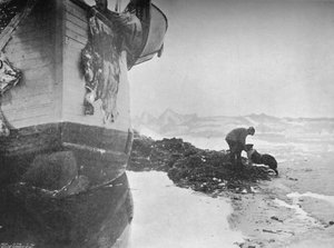 フラム号の船尾。ヨハンセンとスルタン、1894年6月16日、1897年 作： Unbekannt