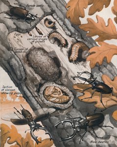 最大のイギリスのカブトムシの物語、1935 作： Unbekannt