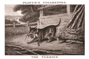 テリア、1924年。 作： Unbekannt