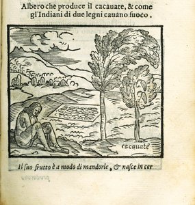 カカオの木。 ジローラモ・ベンツーニ作『新世界の歴史』より、1563 年。 作： Unbekannt