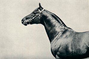 サラブレッド競走馬の頭、ラジウム、c1910 作： Unbekannt