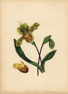 高貴なレディーズ・スリッパー、Cypripedium reginae、似ているもの 作： Unbekannt