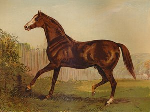 Derby＆St Leger 1864、c1879の優勝者であるサラブレッド種雄牛ブレアアソール。 作： Unbekannt