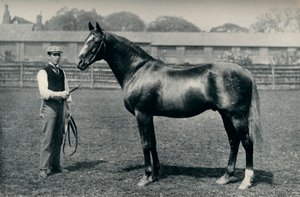 サラブレッド競走馬、ベンドOR、c1880 作： Unbekannt