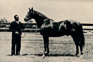 サラブレッド競走馬、Man O War、c1920 作： Unbekannt