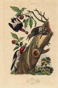 3本足のキツツキ（Picoides tridactylus）のオス、メス、そして巣の外にいる幼鳥 作： Unbekannt