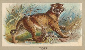 1881 年に Abdul Cigarettes が発行した、Animals of the World シリーズ T180 のトラ。