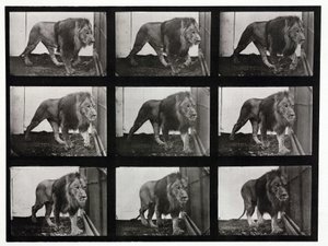 ライオンが檻の中を歩き回る様子を撮影したタイムラプス写真 作： Unbekannt