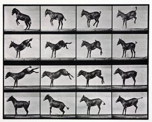 ラバが蹴る様子を撮影したタイムラプス写真 作： Unbekannt