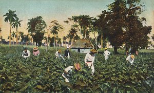 タバコ農園、キューバ、c1920年代。 作： Unbekannt