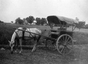 トンガの馬車、インド、ムトラ、1917