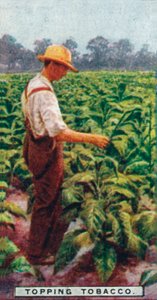 トッピングタバコ、1926年 作： Unbekannt