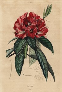 ツリーシャクナゲ、Rhododendron arboreum 作： Unbekannt
