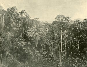トロピカルスクラブ、ブラックオールレンジ、クイーンズランド州、1901年。 作： Unbekannt