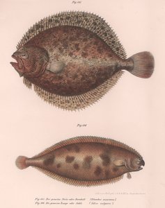 Turbot、Rhombus maximus、Common Sole Solea vulgaris、c.1850s 作： Unbekannt