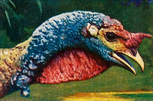 トルコ、c1928。 作： Unbekannt