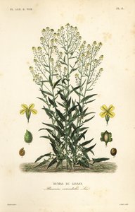トルコ産ワートリカブトまたはトルコ産ロケット、Bunias orientalis、Bunias de Levant 作： Unbekannt