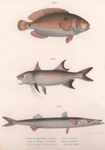 2スポットBimaculus、African Redfin、Common Barracuda、c.1850s