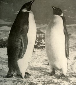2つの皇帝ペンギン、c1908、1909。