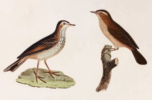 鳥のカラーイラスト2点 作： Unbekannt
