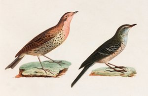 鳥のカラーイラスト2点 作： Unbekannt