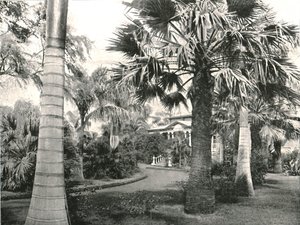 典型的なハワイの庭、ホノルル、アメリカ、1895。 作： Unbekannt