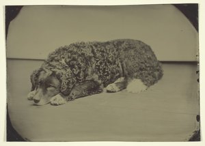 無題の犬、185099。
