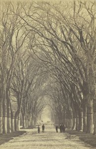 無題の並木道、1840～1900年。 作： Unbekannt