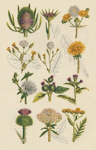 イギリスの野生の花の品種、1947