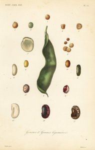 エンドウ豆とインゲン豆の品種 gousses et graines legumieres