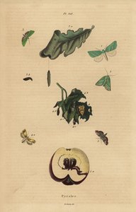 葉や果実に被害を与えるピラリドモス（Pyralidae）の多様性 作： Unbekannt