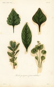 野菜やサラダの葉、herbes potageres et pour salades 作： Unbekannt