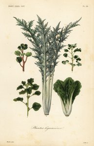 野菜、豆科の植物 作： Unbekannt