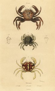 ベルベットクラブ（Necora puber）1、マーブルドスイミングクラブ（Liocarcinus marmoreus）2、ペナントススイミングクラブ（Portumnus latipes）3