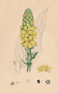 Verbascum Thapsus。偉大なムラン、19世紀 作： Unbekannt