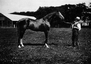 ビクターワイルド、1911年 作： Unbekannt