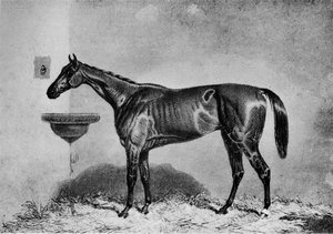 ビラーゴ、1851-1869、1911 作： Unbekannt
