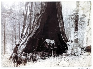 巨木の中を通るワゴン（北米、1900年頃 作： Unbekannt
