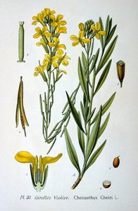 ウォールフラワー、1893