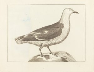 水鳥、19 世紀初頭。 作： Unbekannt