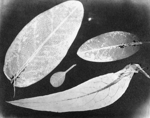 水貼り写真 四葉 1839年夏 作： Unbekannt