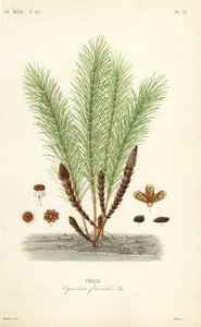 水スギナ、沼スギナ、Equisetum fluviatile, Prele 作： Unbekannt