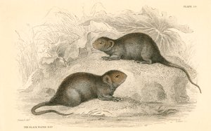 水ハタネズミArvicola terrestris、別名ブラックウォーターラット、1828 作： Unbekannt