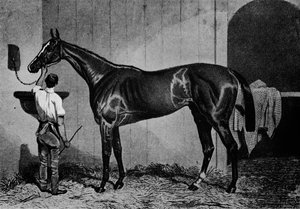 西オーストラリア、1850-1870、1911 作： Unbekannt