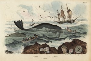 絶滅危惧種である北大西洋セミクジラ（Eubalaena glacialis）1とフジツボ2～5を捕獲する捕鯨者たち。バレイン、バレネス 作： Unbekannt
