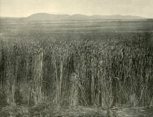 小麦畑、カニングダウンズ、クイーンズランド州、1901年。 作： Unbekannt