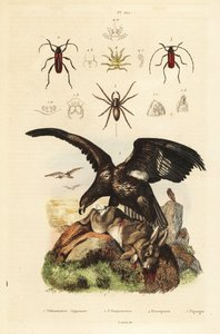 オジロワシ（Haliaeetus albicilla）5、獲物のミズグモ（Argyroneta aquatica）1、カブトムシ（Purpuricenus beetle）2