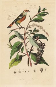 ホワイトティッププランツカッター、Phytotoma rutile Phytolacca americana、アメリカンポークウィード
