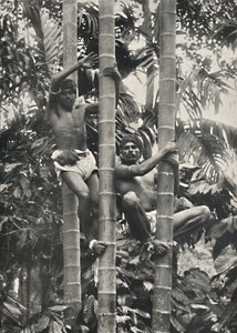 セイロニーがココヤシを登る方法、1926 作： Unbekannt